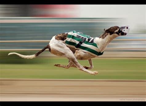 greyhound racing commentary|Greyhound Racing.